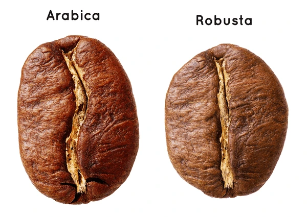 Cafea arabica vs robusta